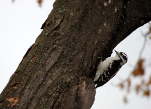 EAB minor woodpecker - Emerald ash borer, woodpecker. Photo: René Hardy.