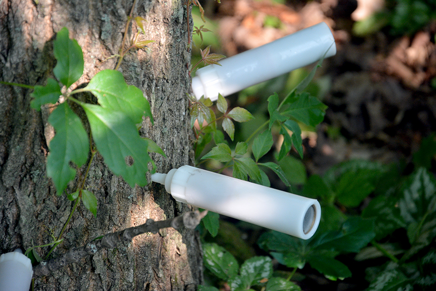 Traitement de l’argile du frêne – Biocontrôle arboricole